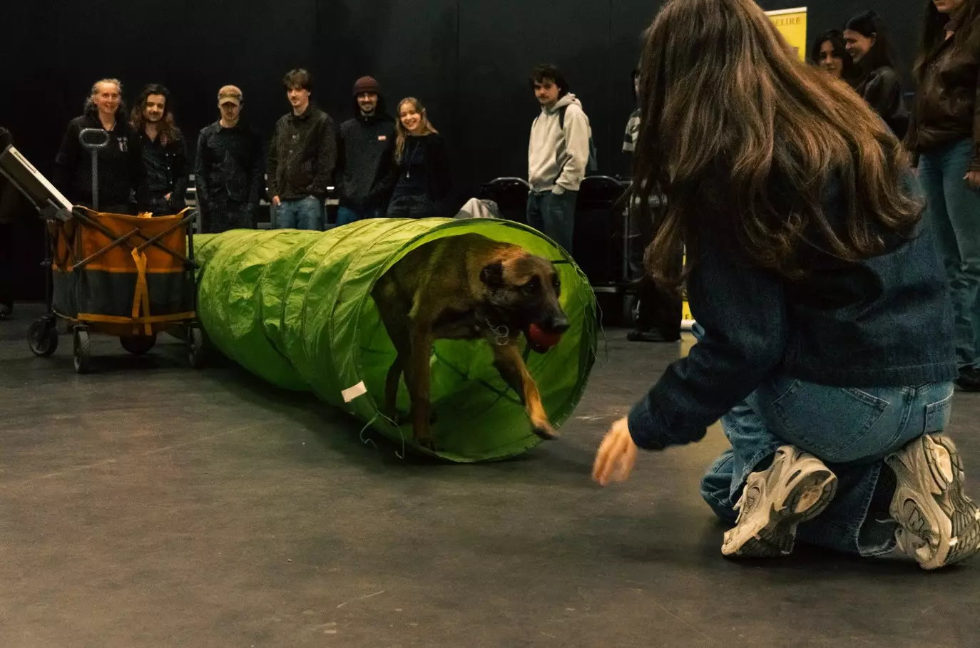 masterclass dresseur pour le cinéma